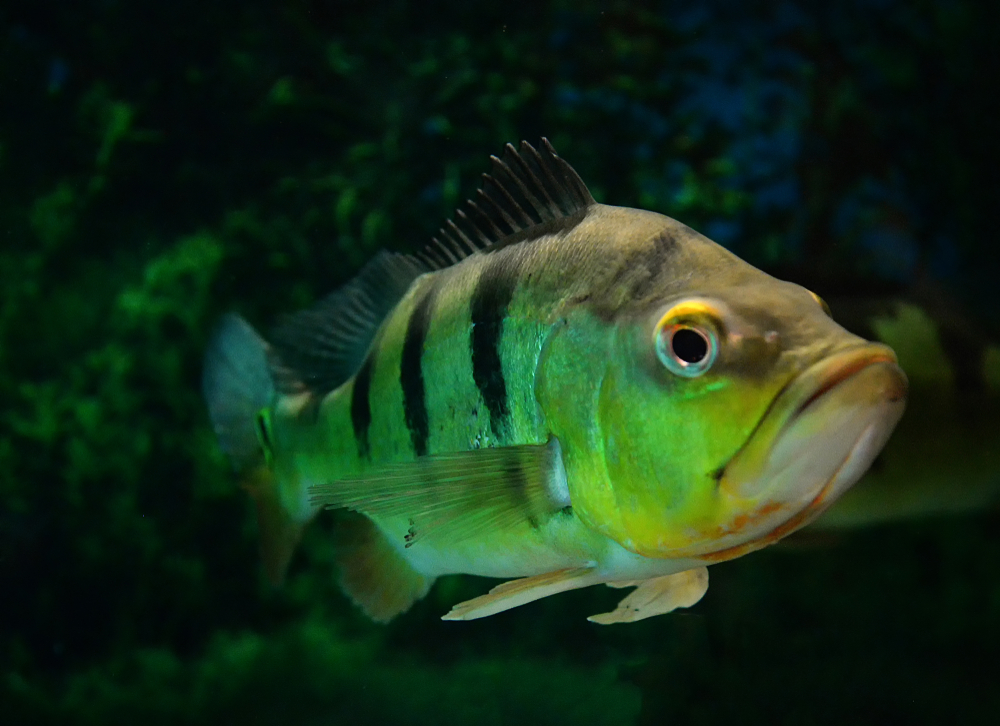 how old are cleaner fish