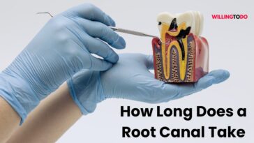 How Long Does a Root Canal Take