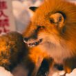 names that would fit a kitsune