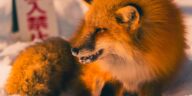 names that would fit a kitsune