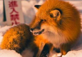 names that would fit a kitsune