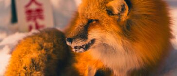 names that would fit a kitsune