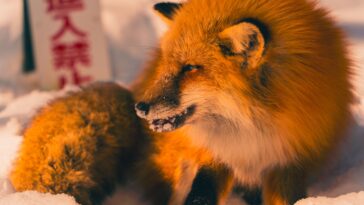 names that would fit a kitsune