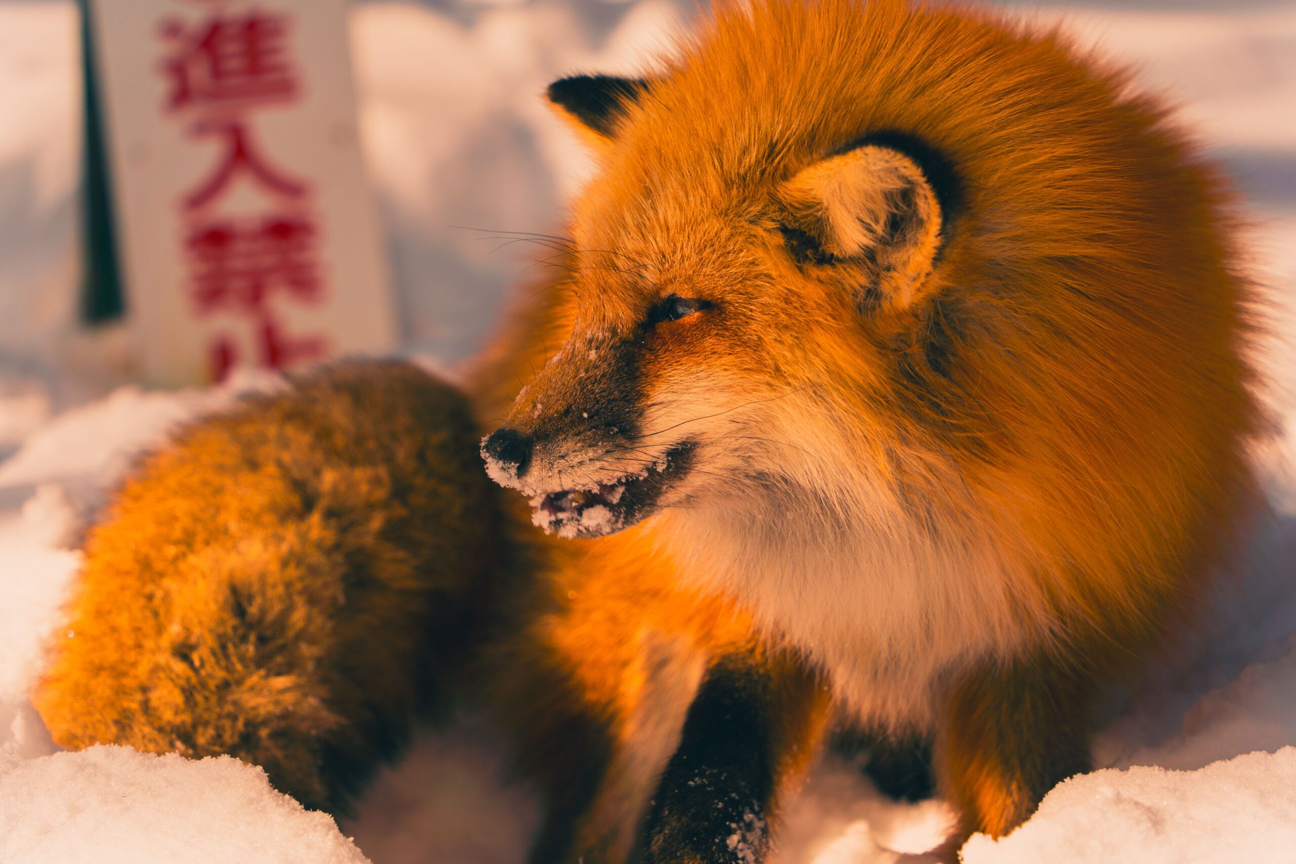 names that would fit a kitsune