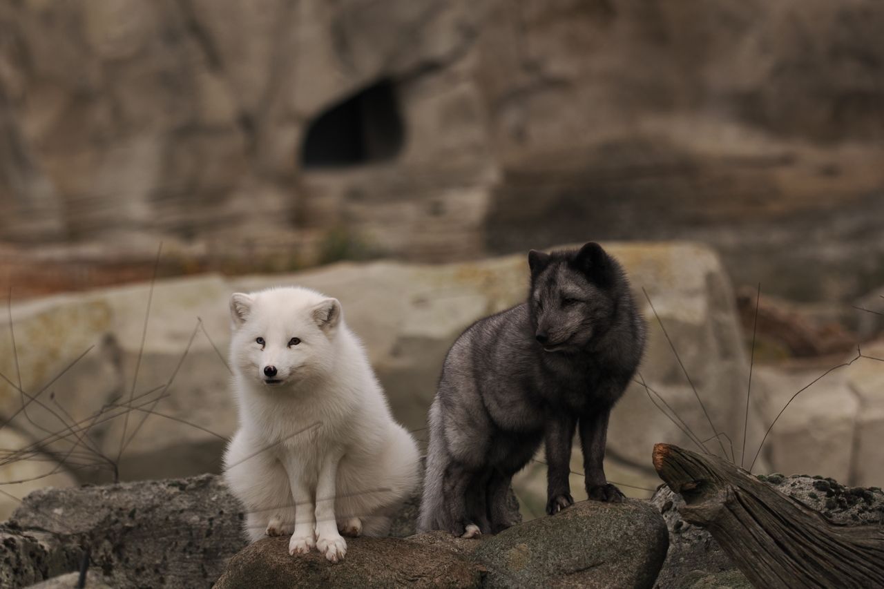 Side by side photograph of a white arctic fox and a dark colored cross fox in nature.