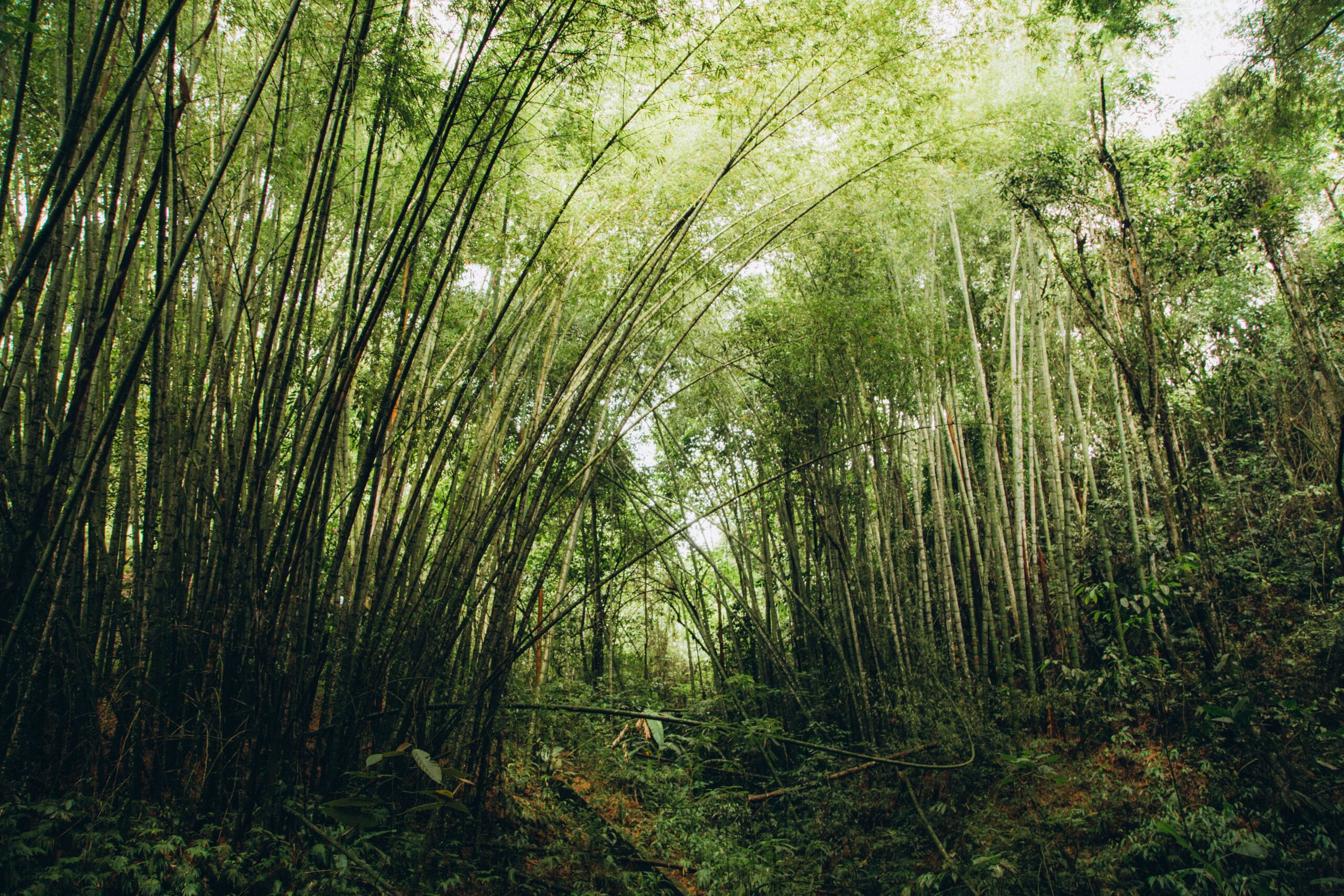 A misty forest setting inspires names linked to elemental powers and nature.