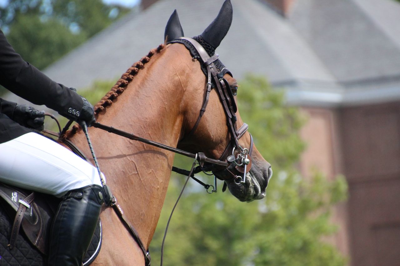 Rider hands holding leather reins with soft contact against horse flank