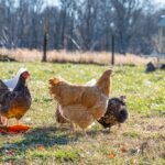 a frame chicken coop