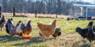 a frame chicken coop