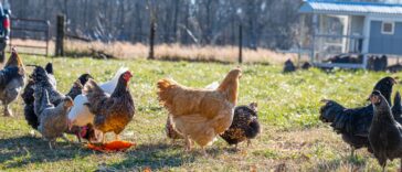 a frame chicken coop