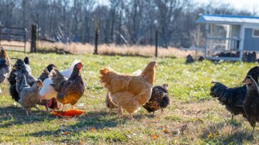 a frame chicken coop