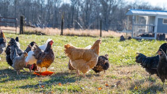 a frame chicken coop