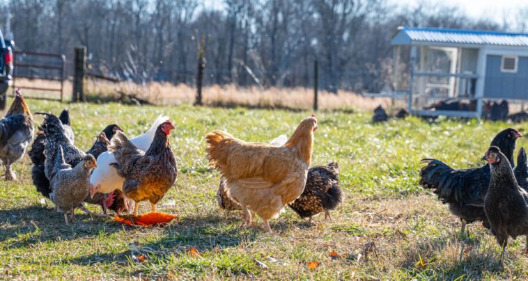 a frame chicken coop